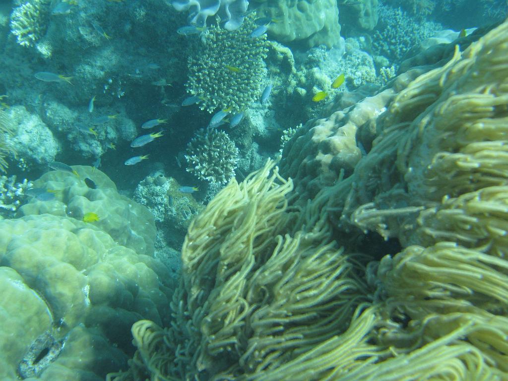 2011_Diving_the_Great_Barrier_Reef (25).JPG
